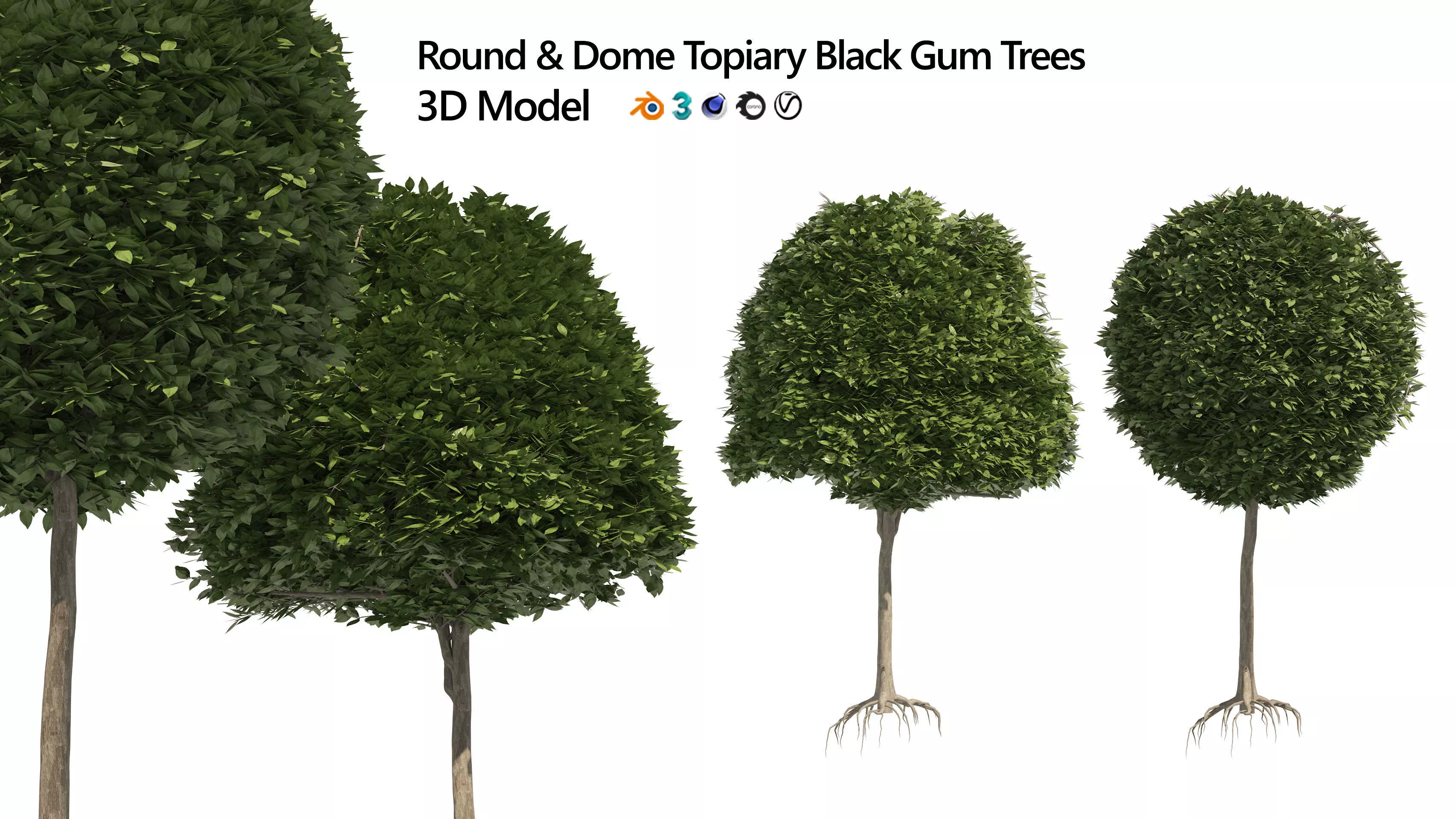 2 round and dome topiary tree 3D model_0