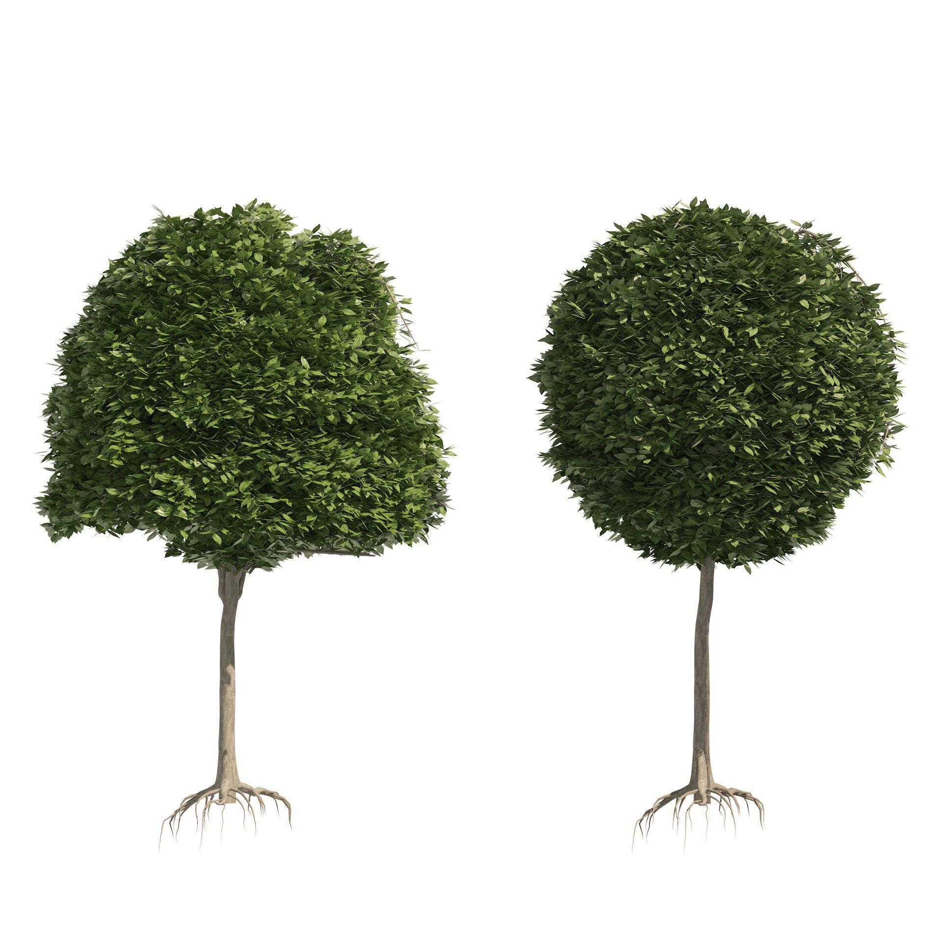 2 round and dome topiary tree 3D model_4