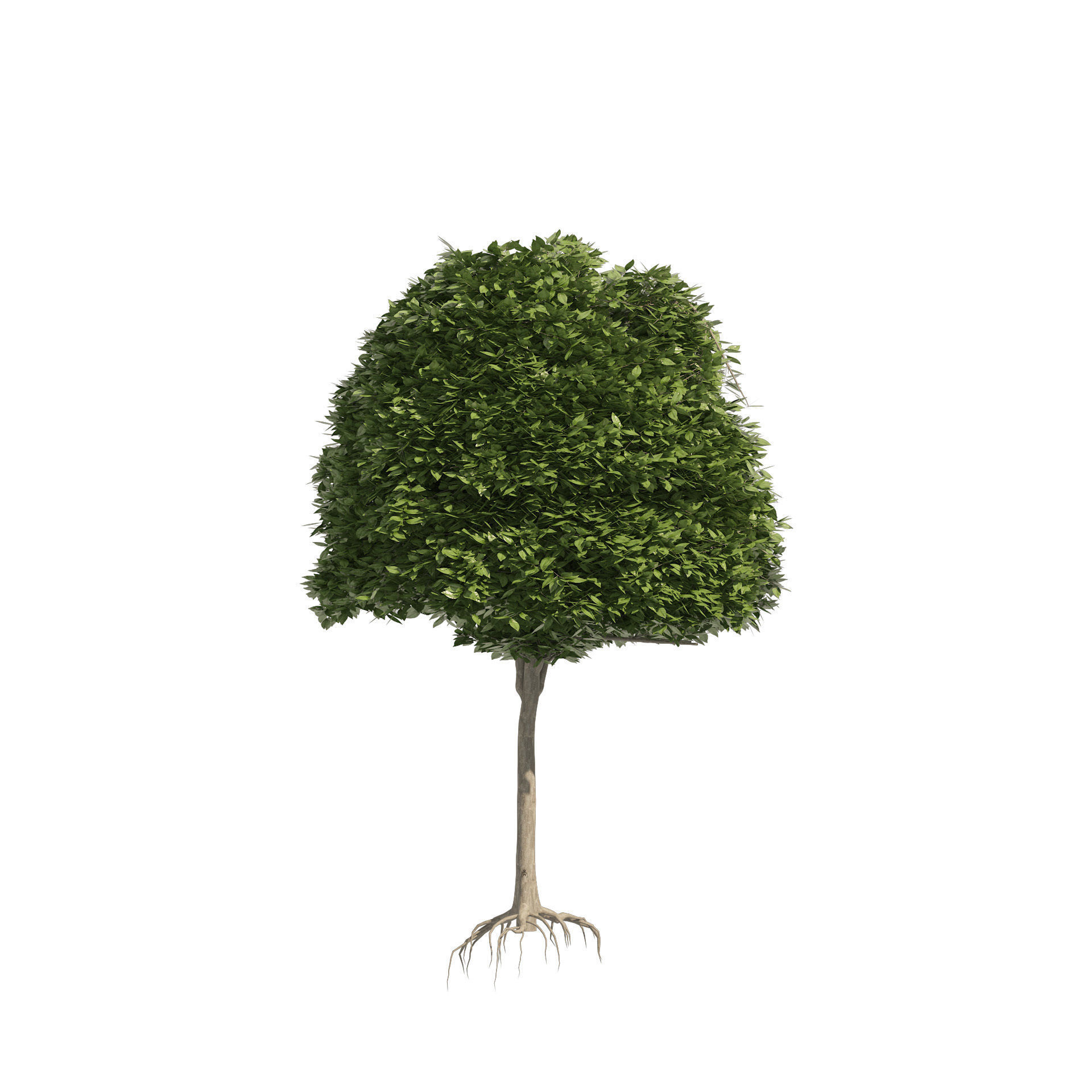 2 round and dome topiary tree 3D model_3