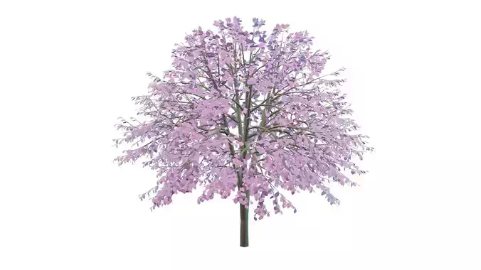 Cherry Tree Low Poly Free 3D model