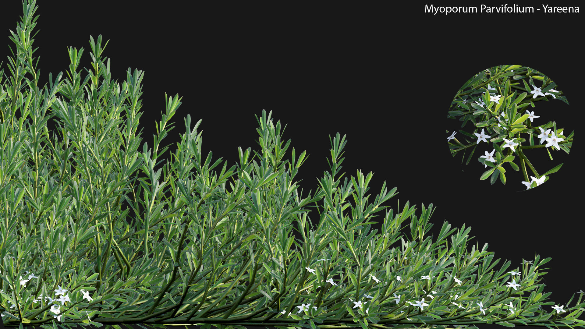 Myoporum Parvifolium - Yareena 02 3D model_5