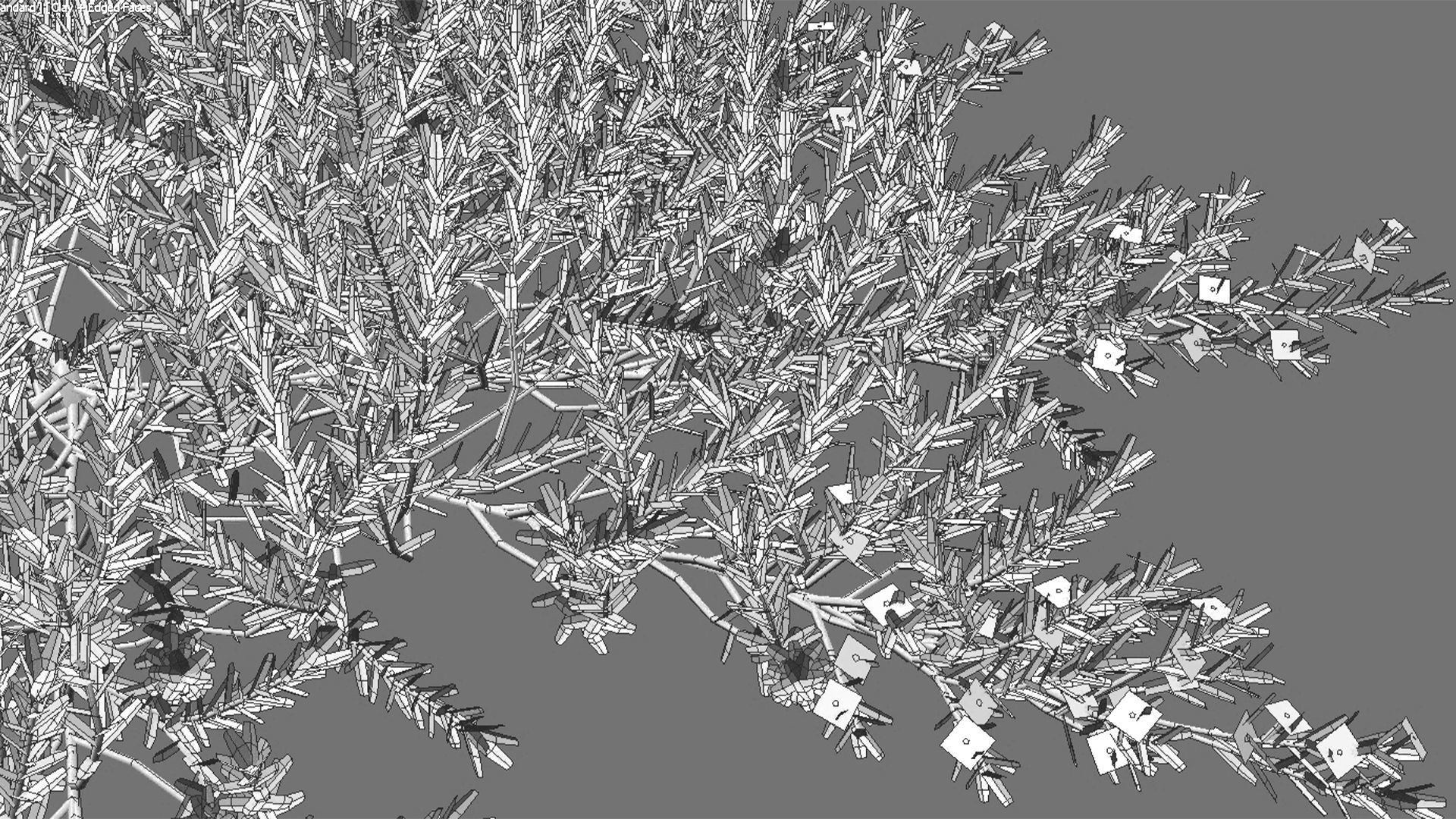 Myoporum Parvifolium - Yareena 02 3D model_3