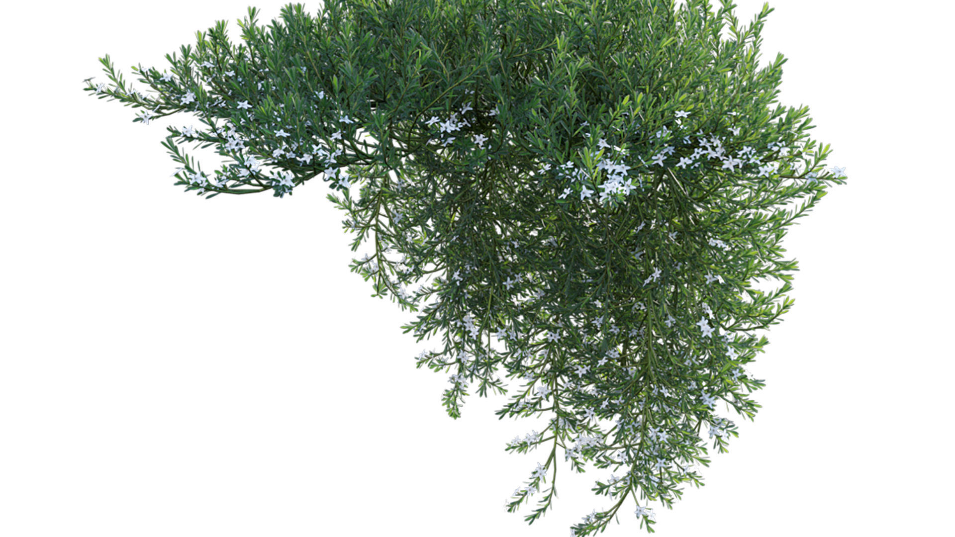 Myoporum Parvifolium - Yareena 02 3D model_7