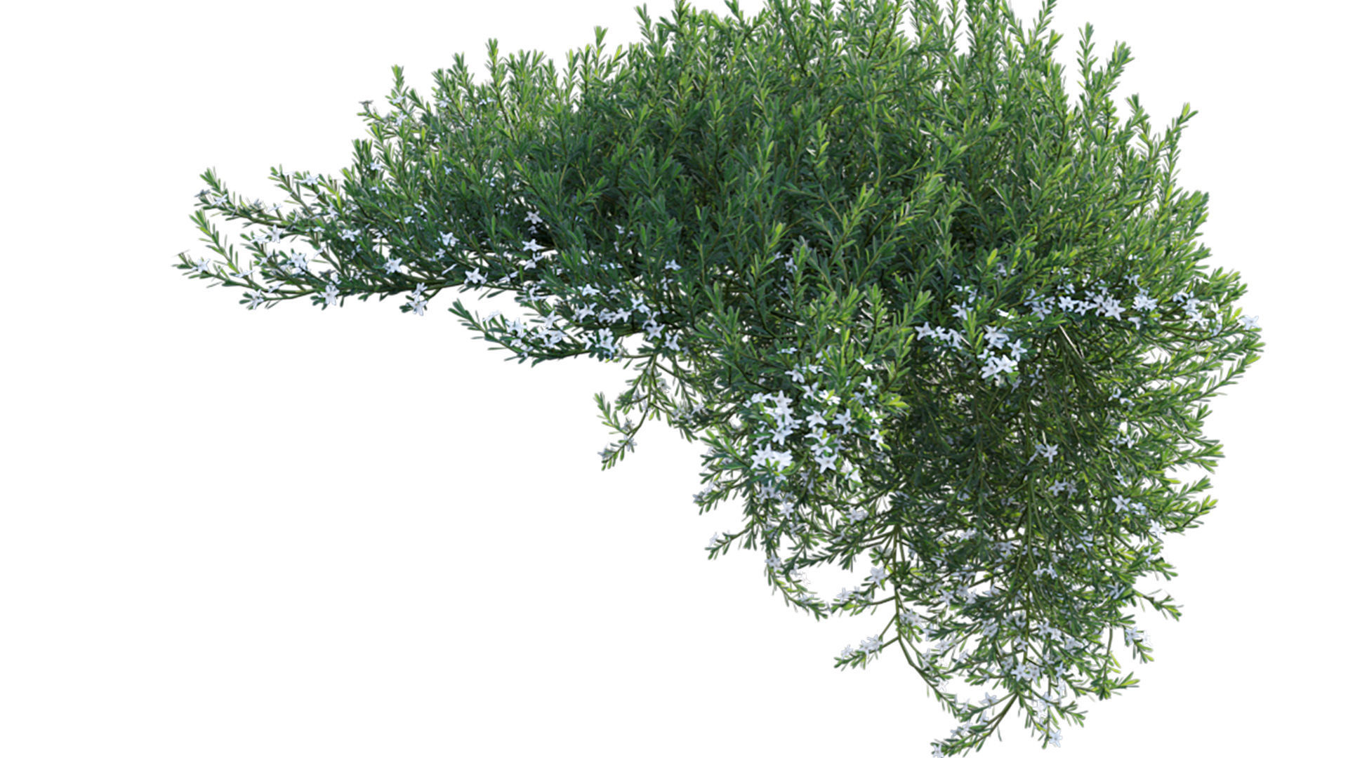 Myoporum Parvifolium - Yareena 02 3D model_11