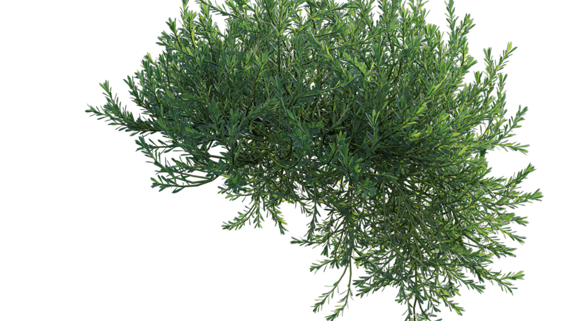 Myoporum Parvifolium - Yareena 02 3D model_9