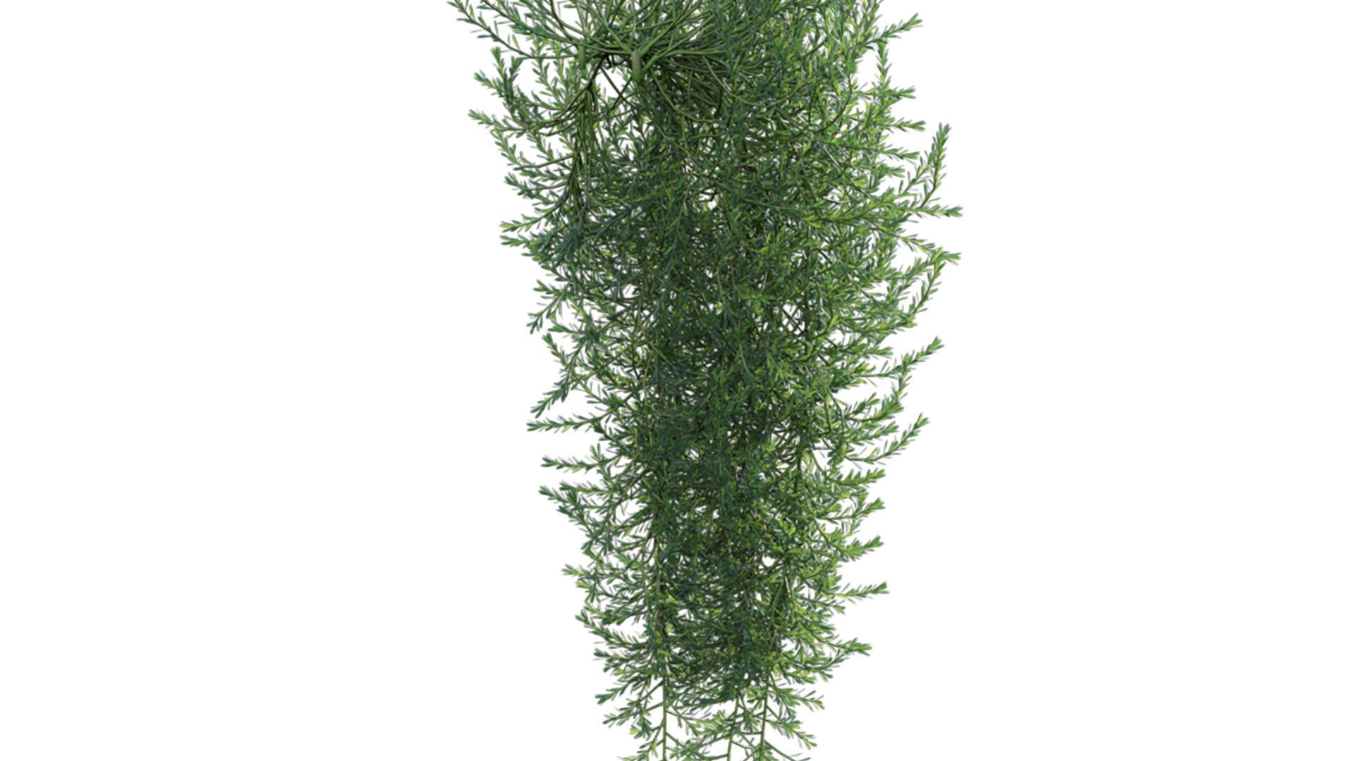 Myoporum Parvifolium - Yareena 02 3D model_8