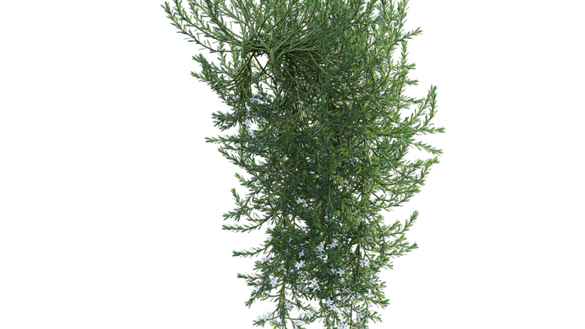 Myoporum Parvifolium - Yareena 02 3D model_10