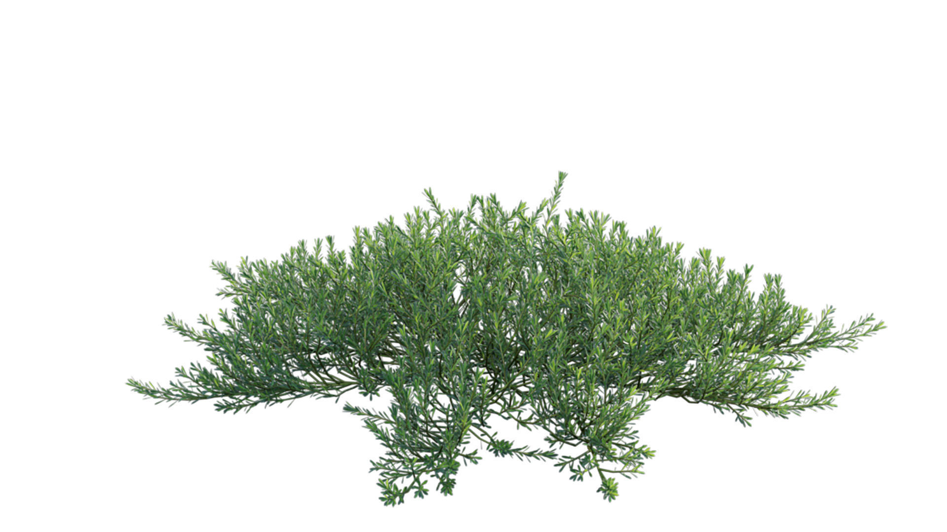 Myoporum Parvifolium - Yareena 3D model_8