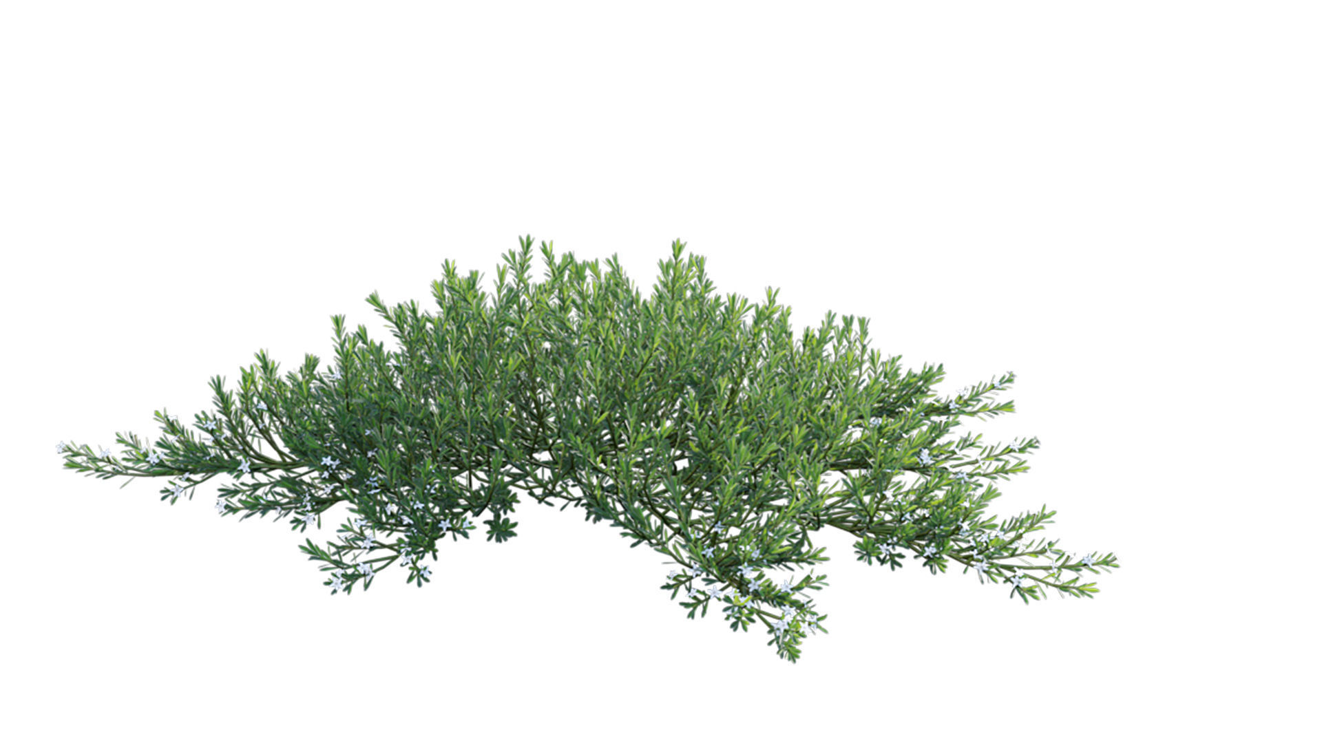 Myoporum Parvifolium - Yareena 3D model_9