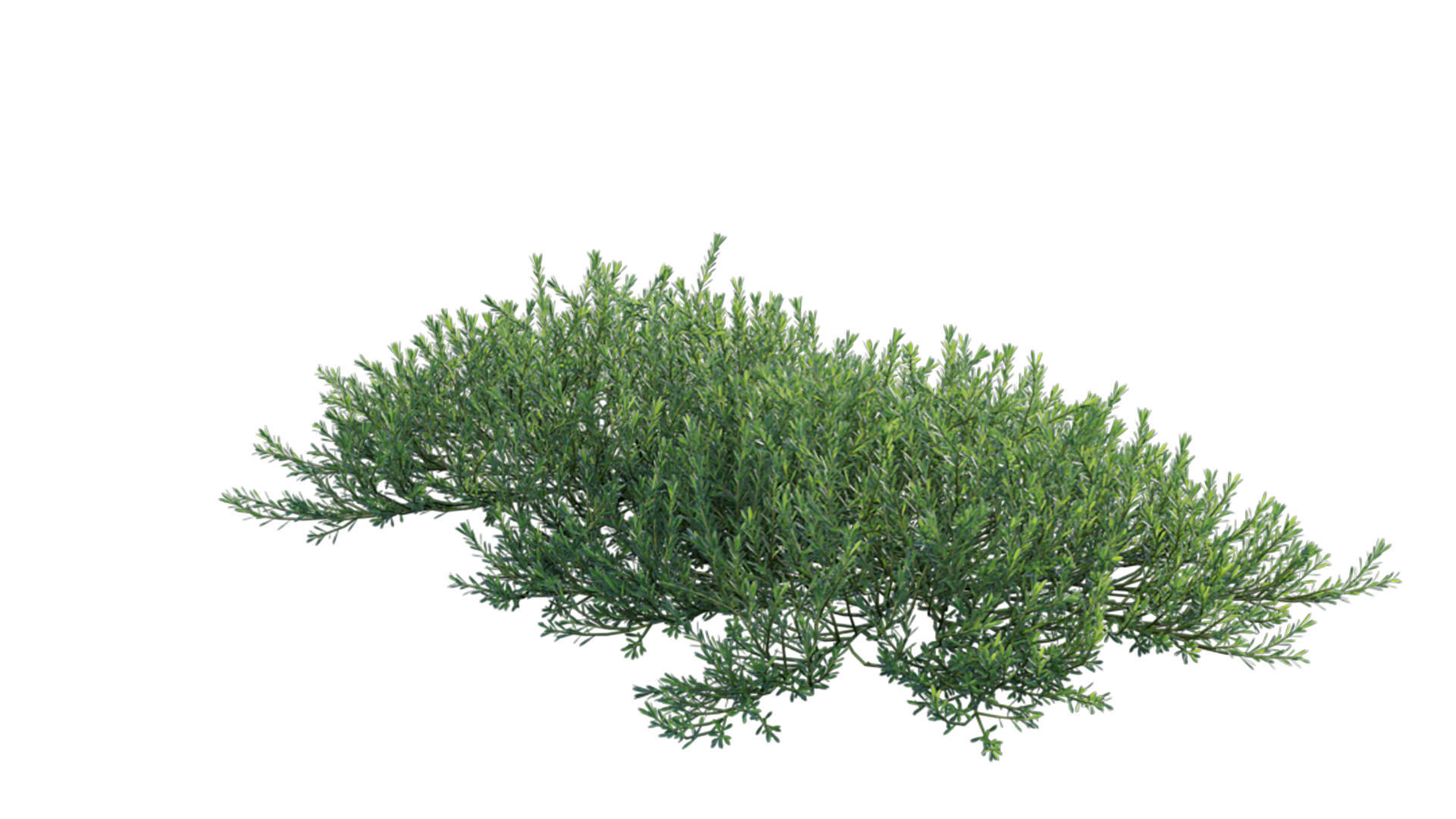 Myoporum Parvifolium - Yareena 3D model_1