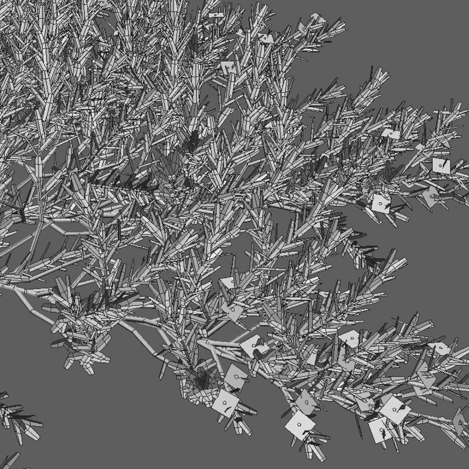 Myoporum Parvifolium - Yareena 3D model_4