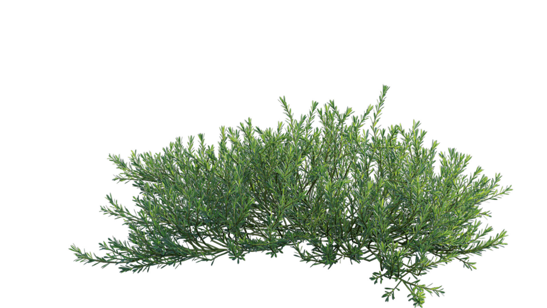 Myoporum Parvifolium - Yareena 3D model_10