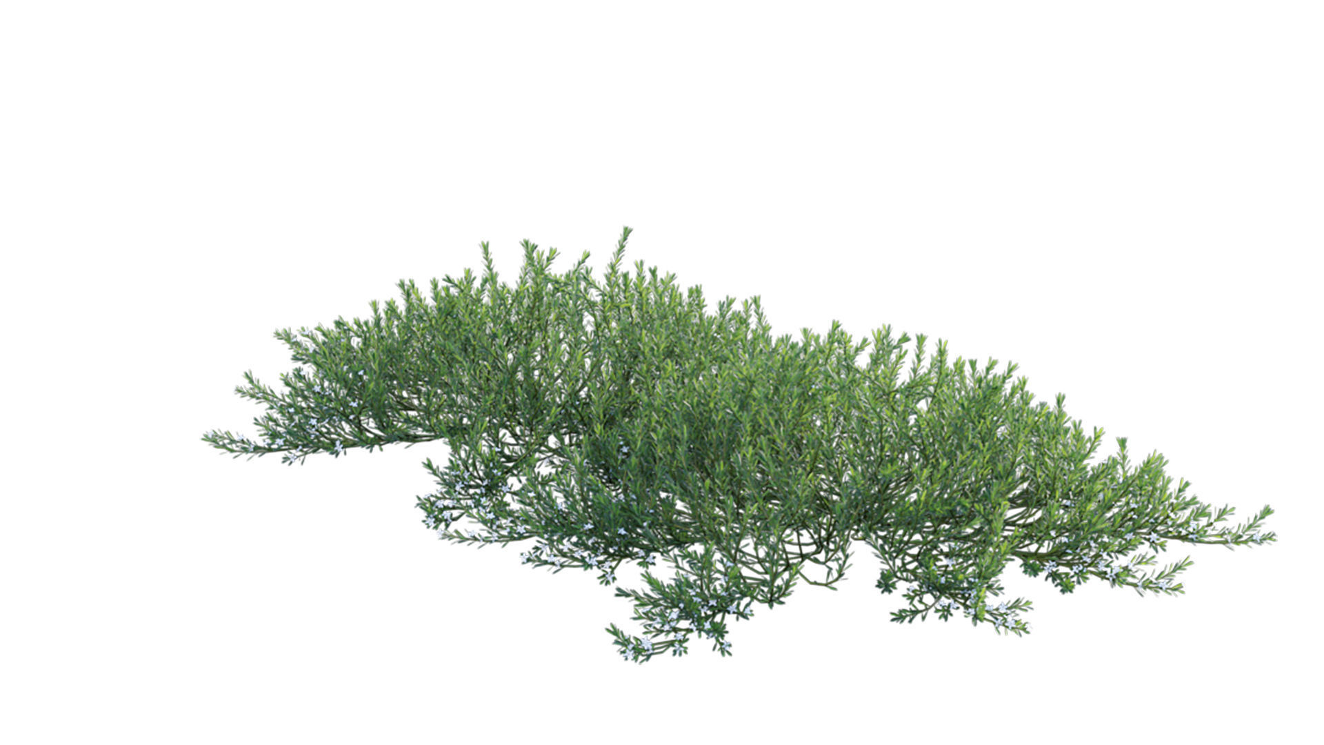 Myoporum Parvifolium - Yareena 3D model_2