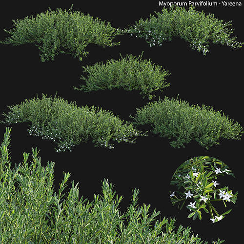Myoporum Parvifolium - Yareena 3D model