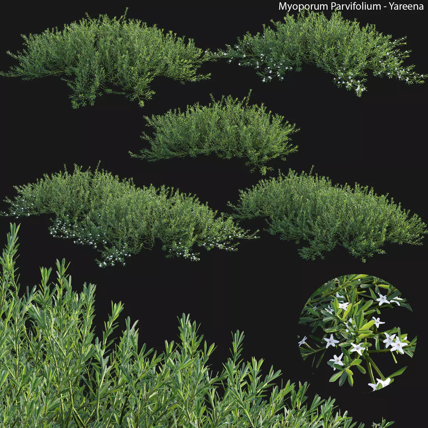Myoporum Parvifolium - Yareena 3D model_0