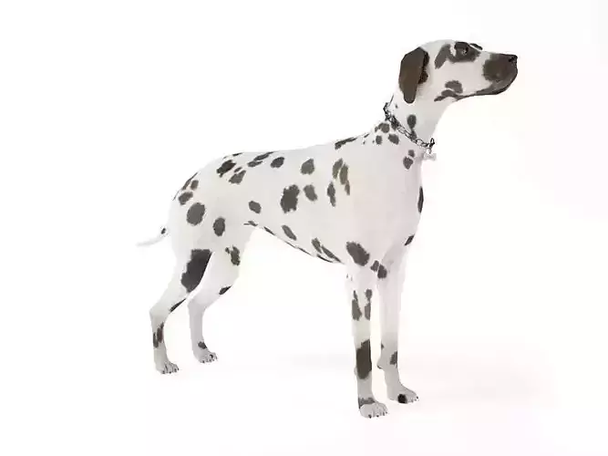 Dalmation Dog