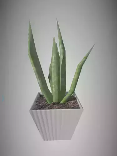 Aloe Vera