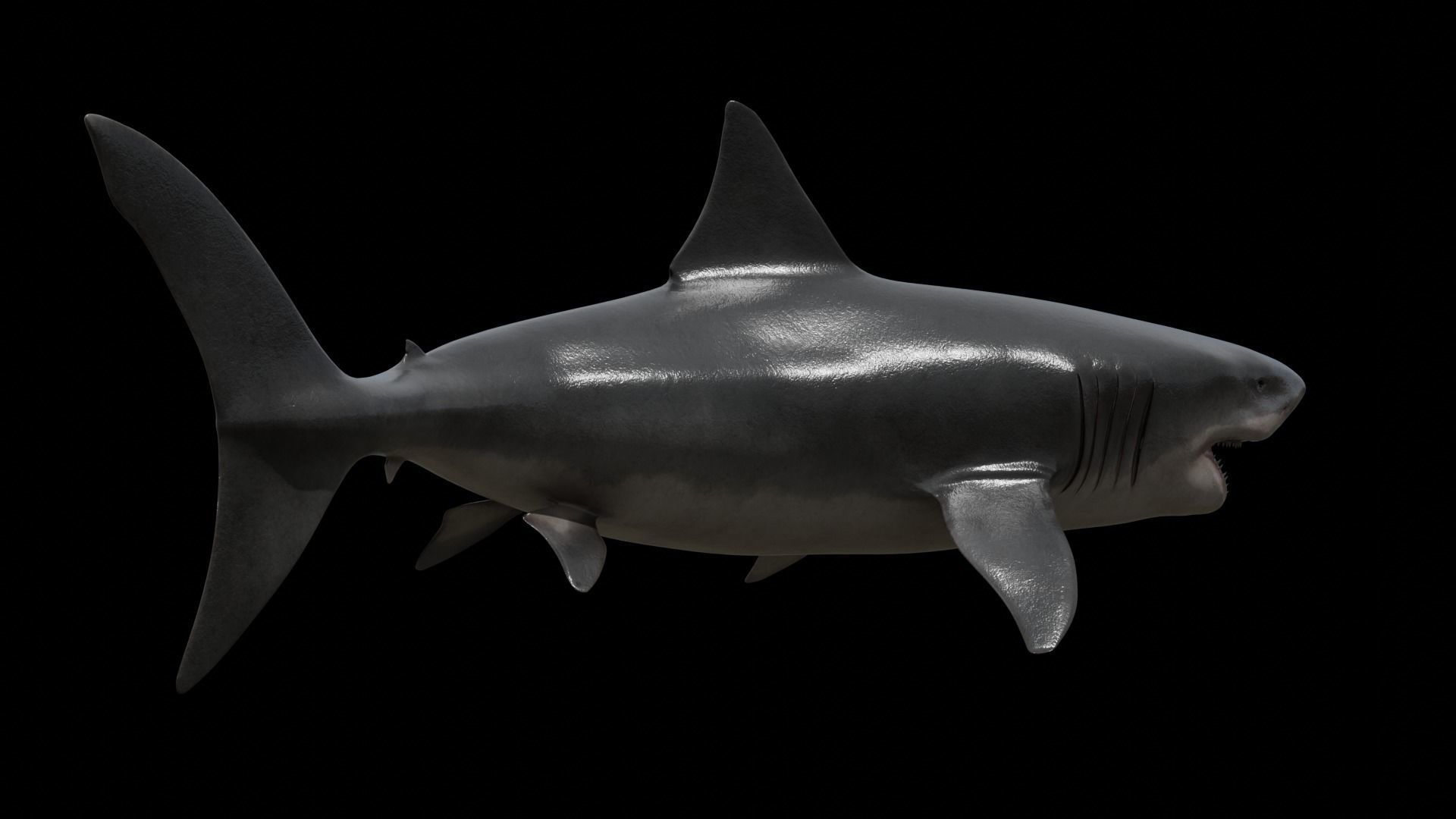 Great white shark Low-poly 3D model_27