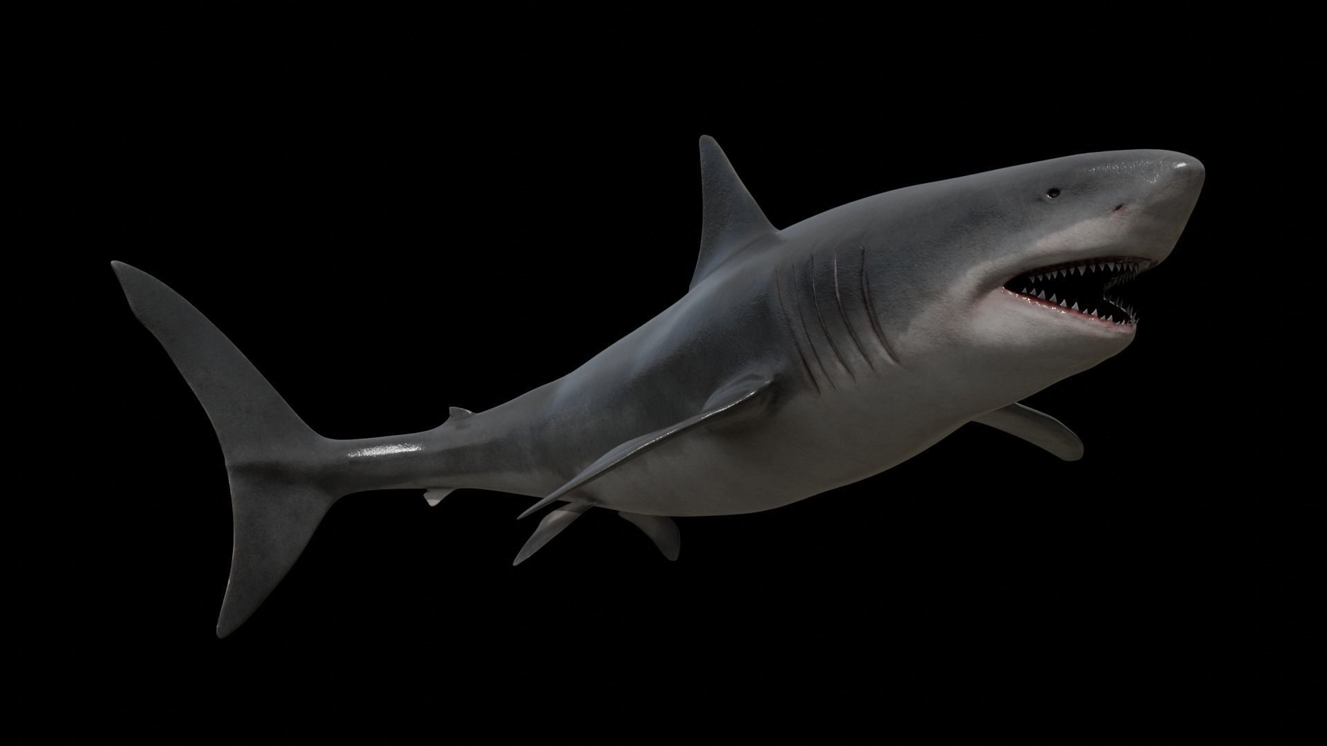 Great white shark Low-poly 3D model_23