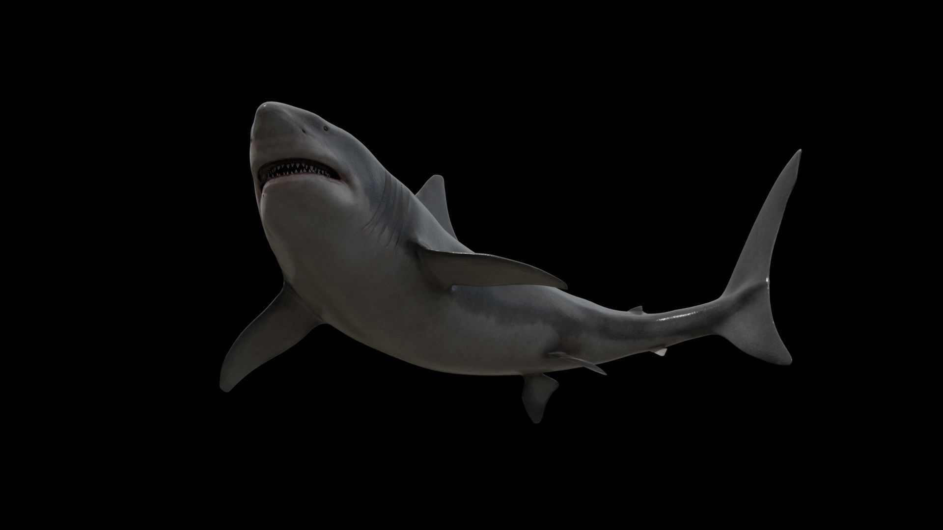 Great white shark Low-poly 3D model_28
