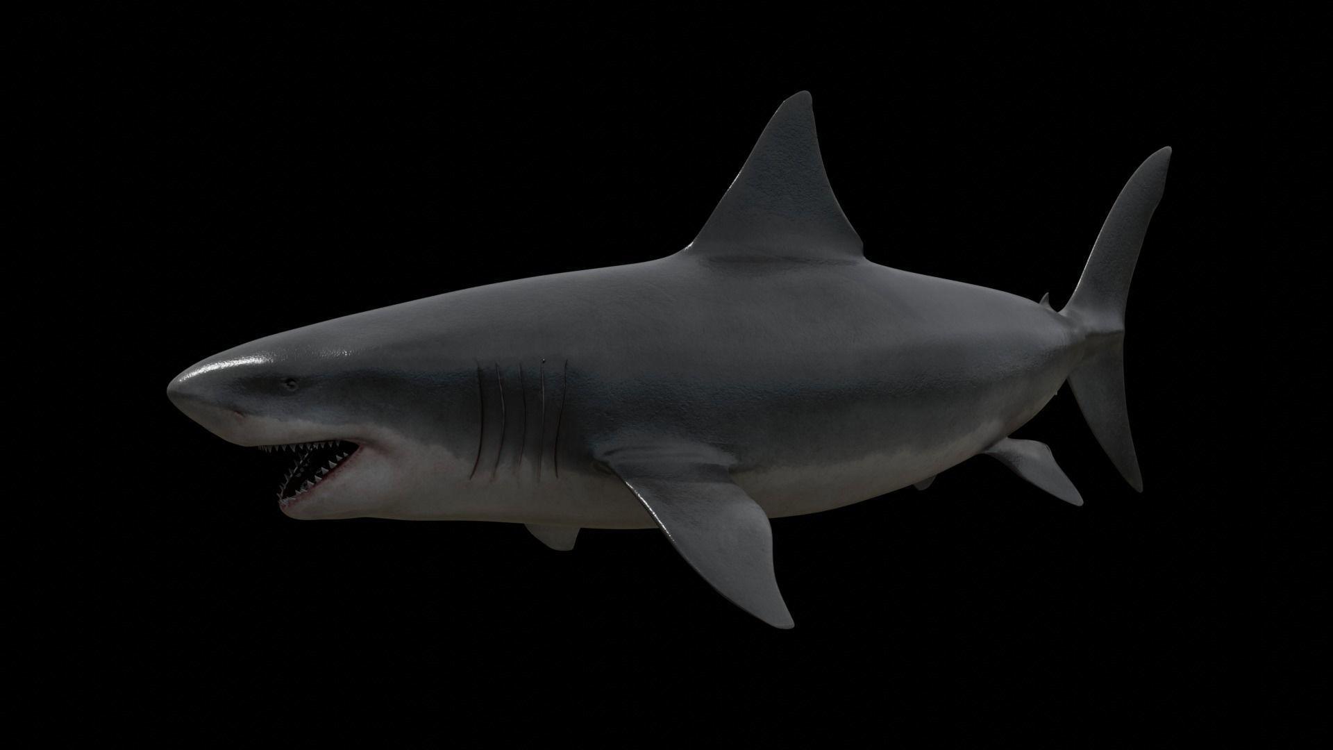 Great white shark Low-poly 3D model_5