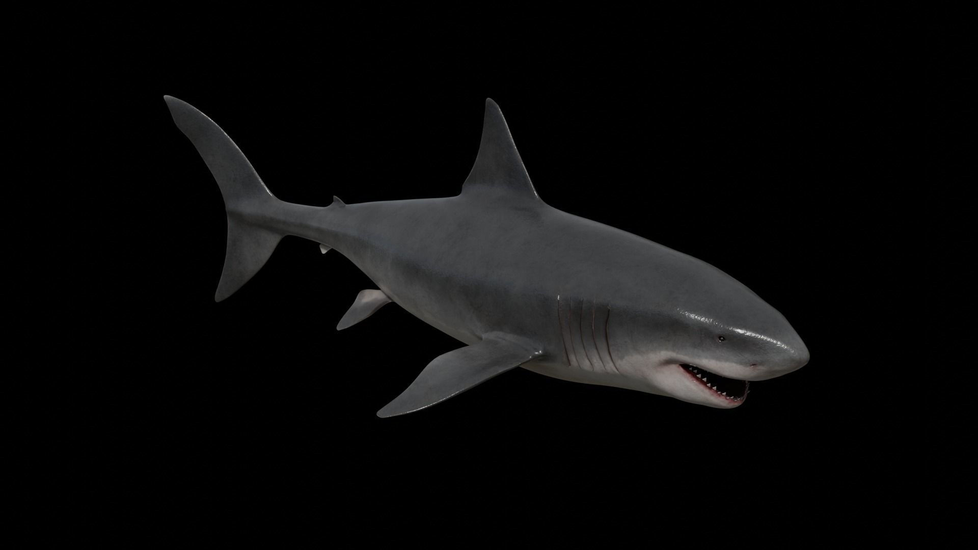 Great white shark Low-poly 3D model_7