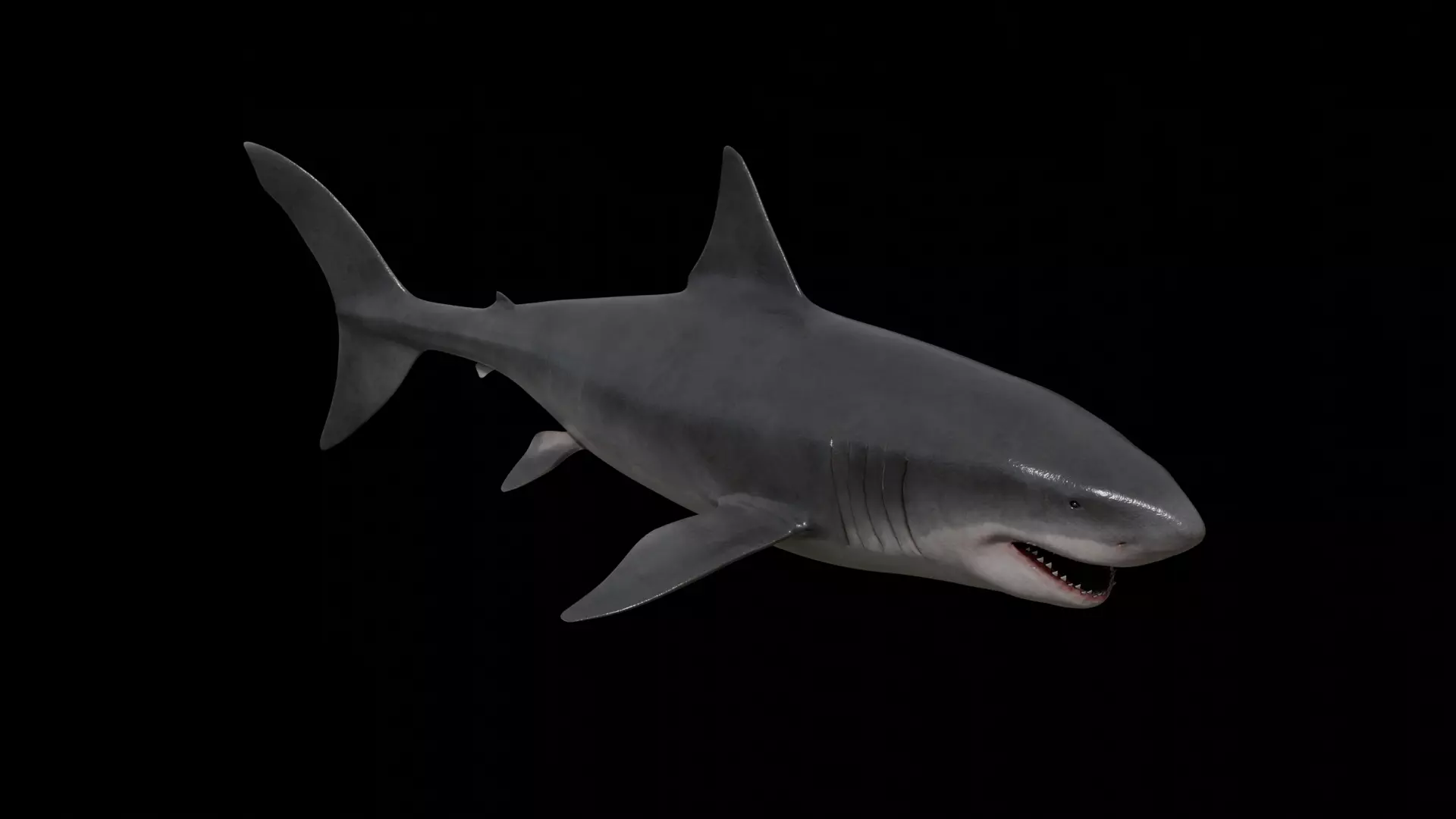 Great white shark Low-poly 3D model_0
