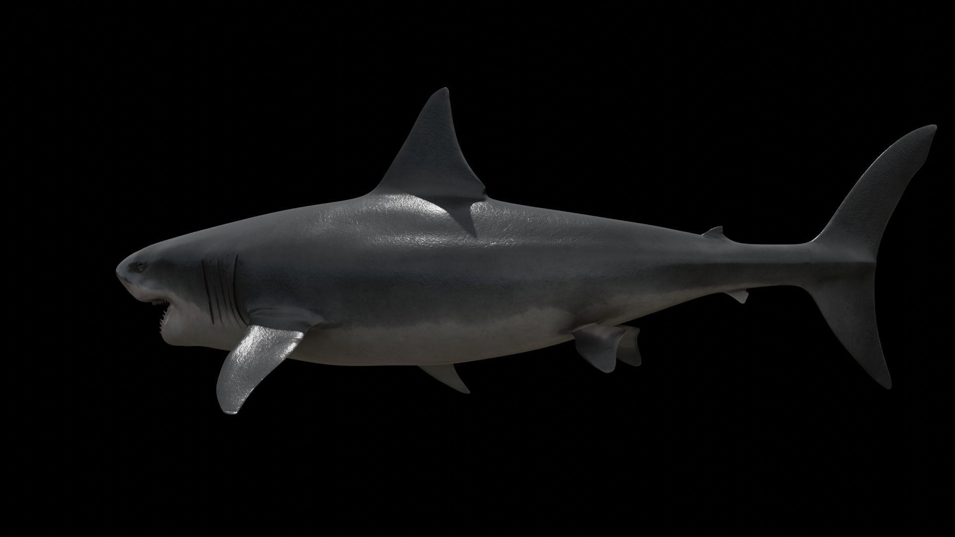 Great white shark Low-poly 3D model_22