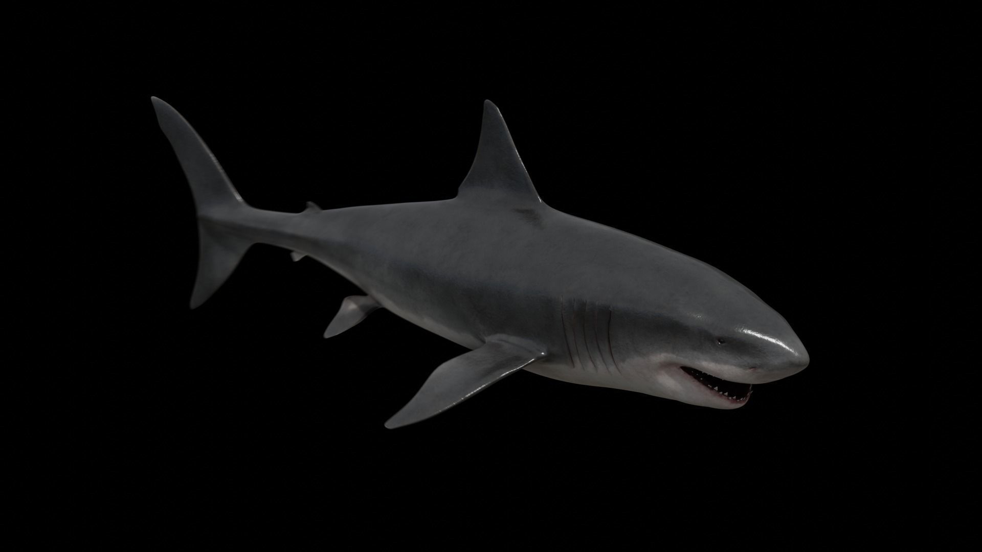 Great white shark Low-poly 3D model_19