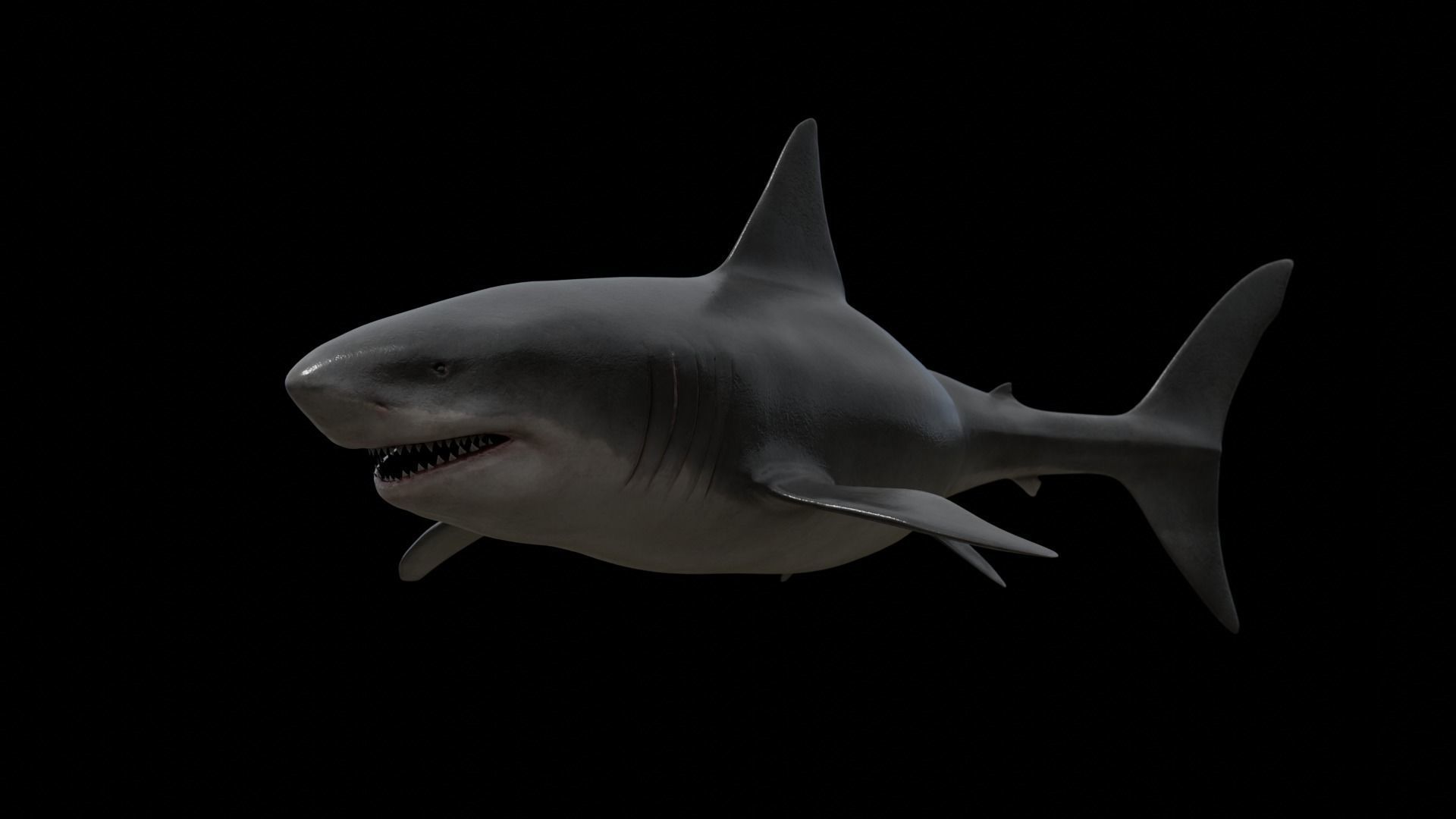 Great white shark Low-poly 3D model_4