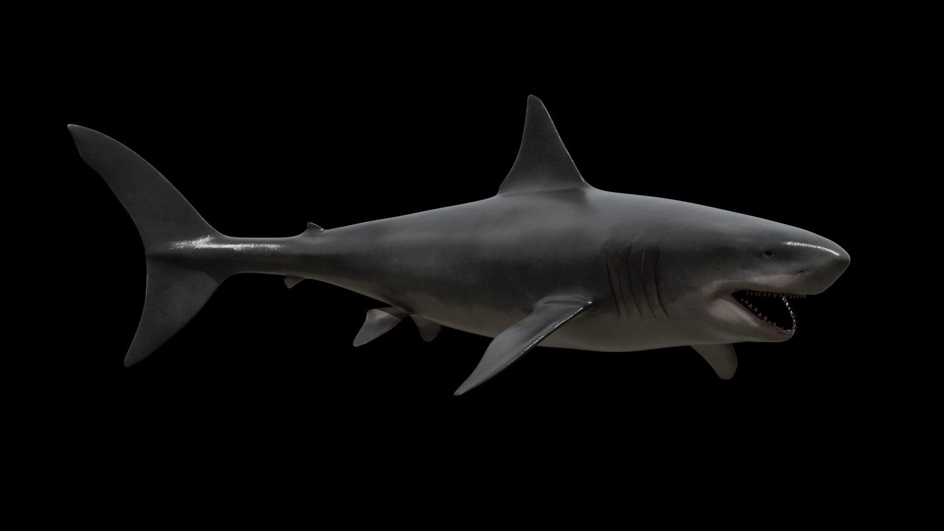 Great white shark Low-poly 3D model_11