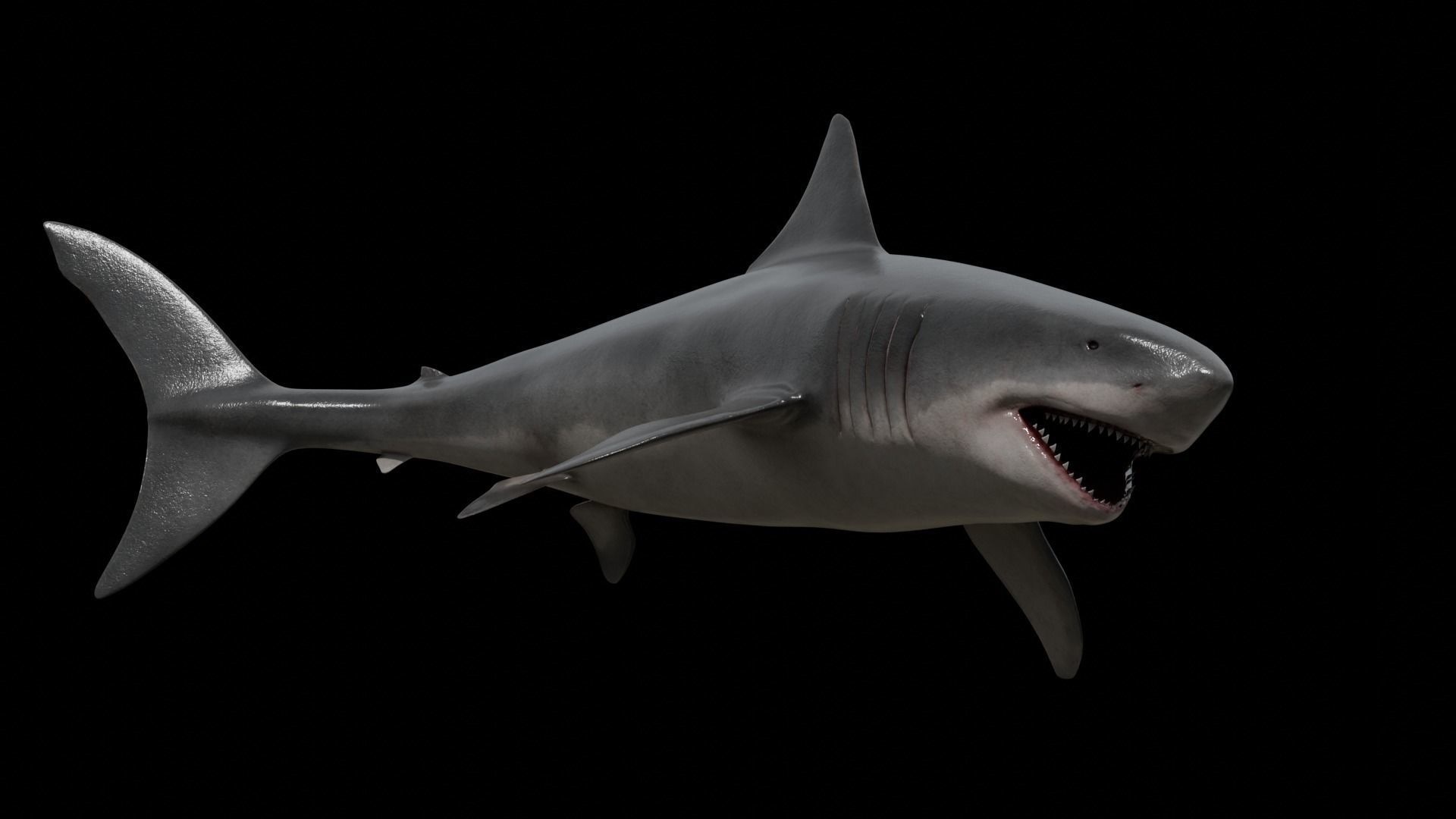 Great white shark Low-poly 3D model_29