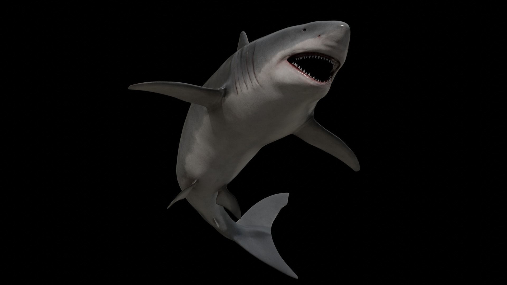 Great white shark Low-poly 3D model_26