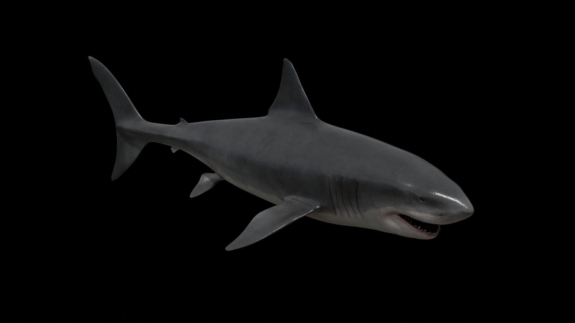 Great white shark Low-poly 3D model_13