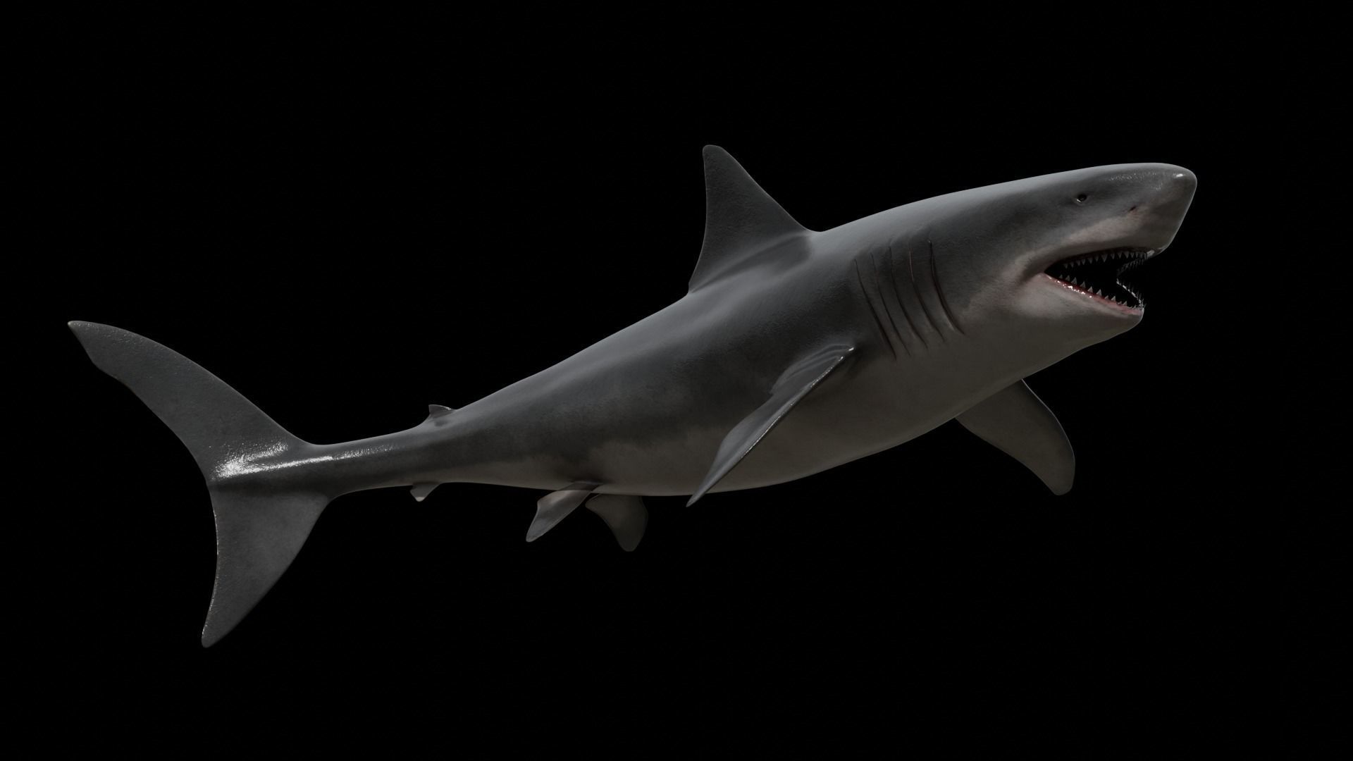 Great white shark Low-poly 3D model_9