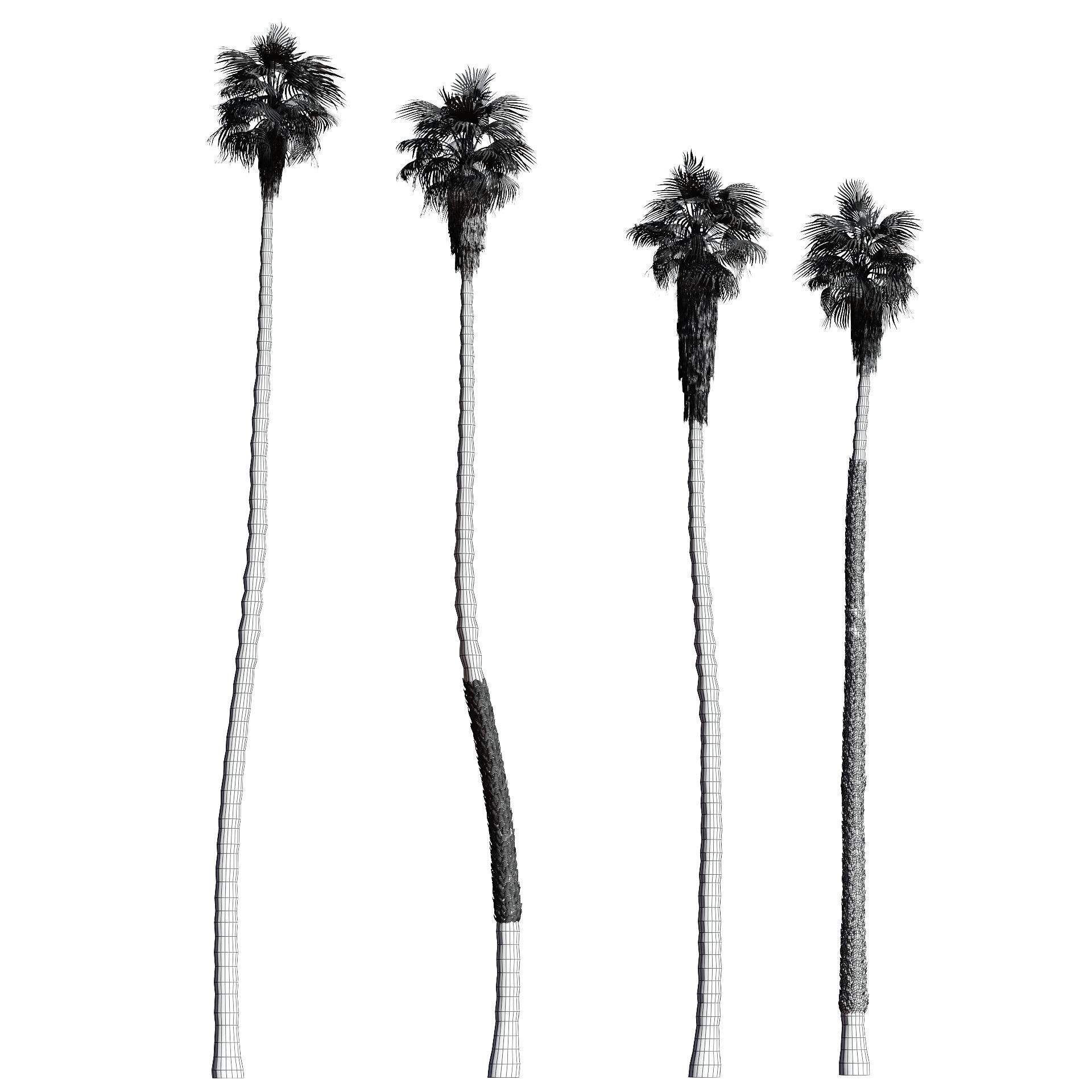 California fan palm trees Washingtonia Robusta 3D model_4