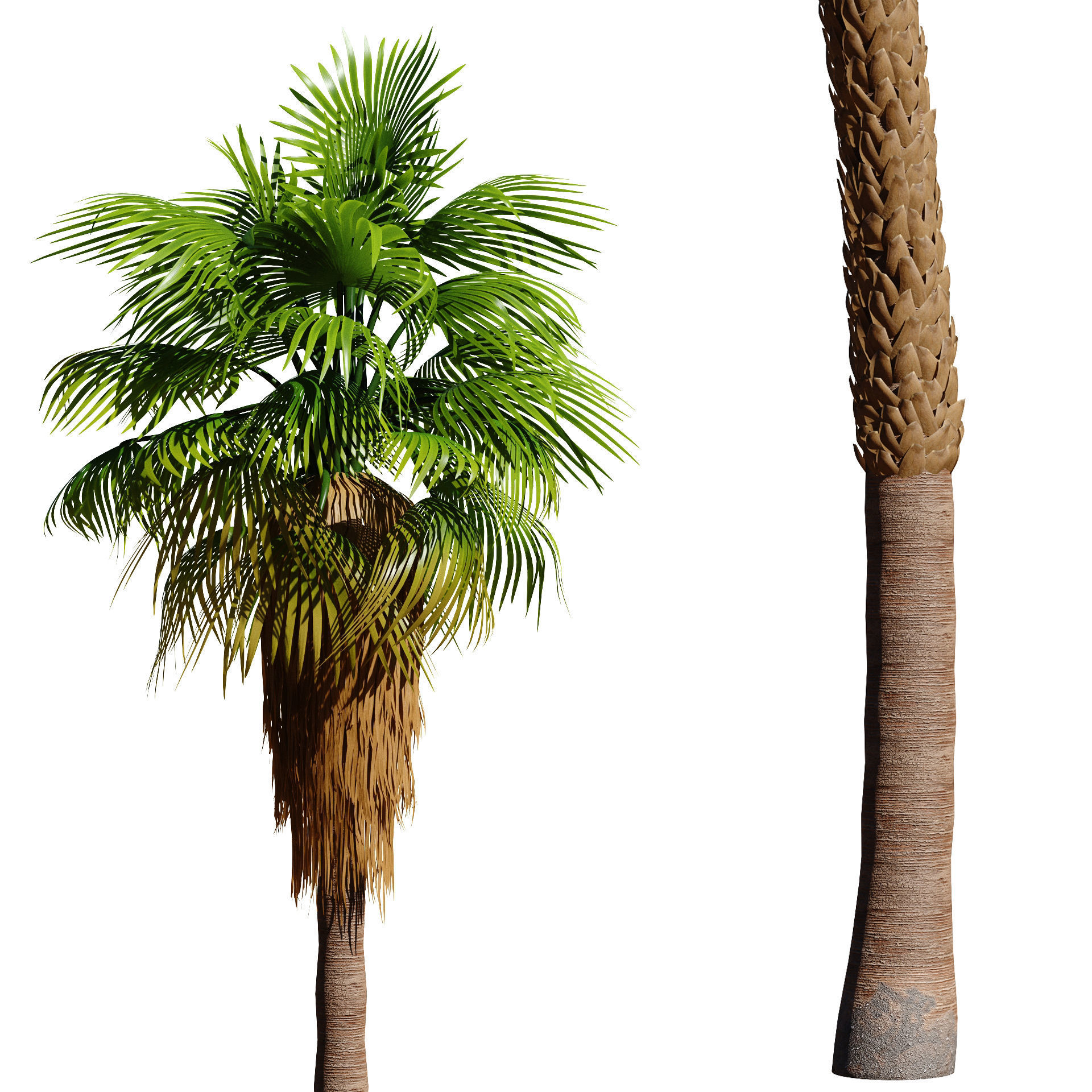 California fan palm trees Washingtonia Robusta 3D model_3