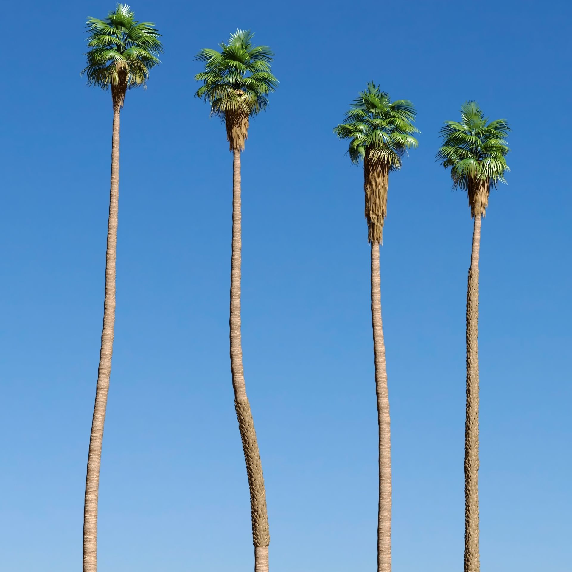 California fan palm trees Washingtonia Robusta 3D model_1