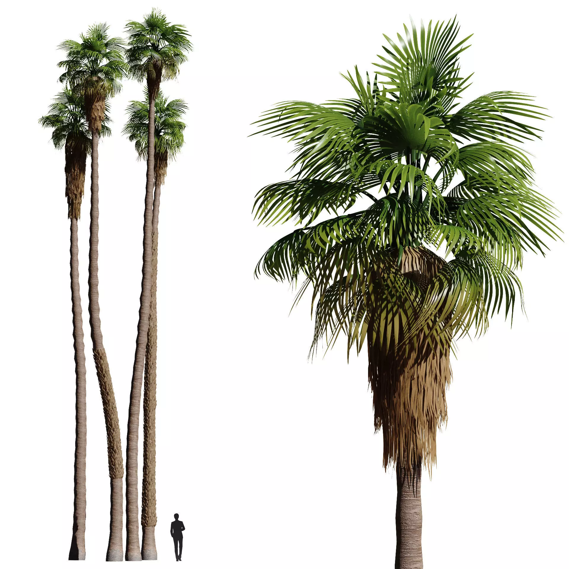 California fan palm trees Washingtonia Robusta 3D model_0