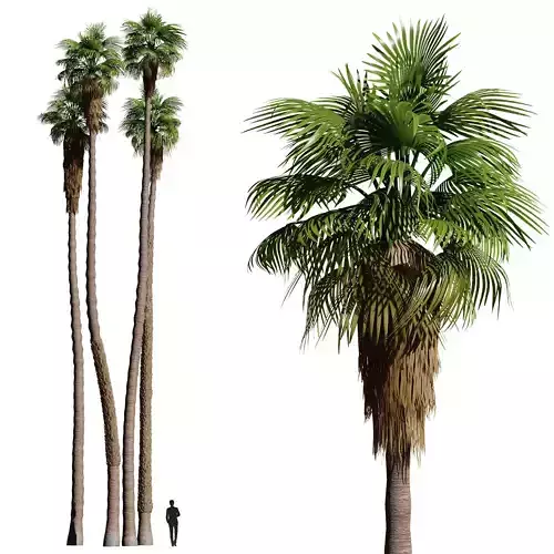 California fan palm trees Washingtonia Robusta 3D model