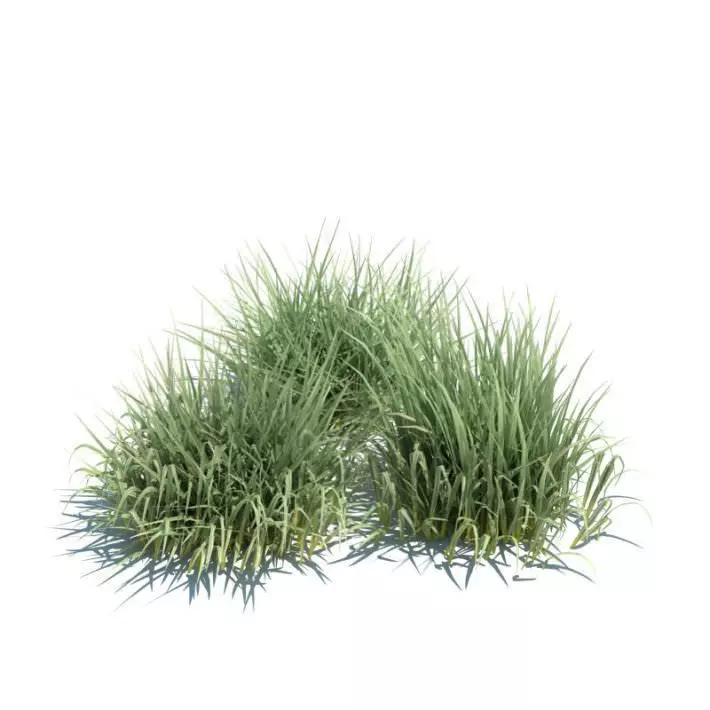 Green Grass 3D model_0