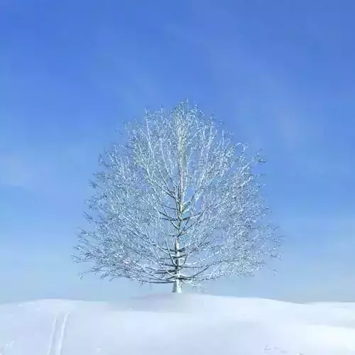 Snow Covered White Lage Wintery Tree 3D model
