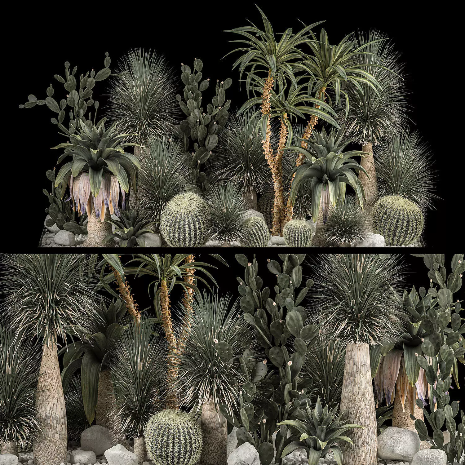 Collection Plants Desert Flowerbed With Cactus 1117 3D model_0