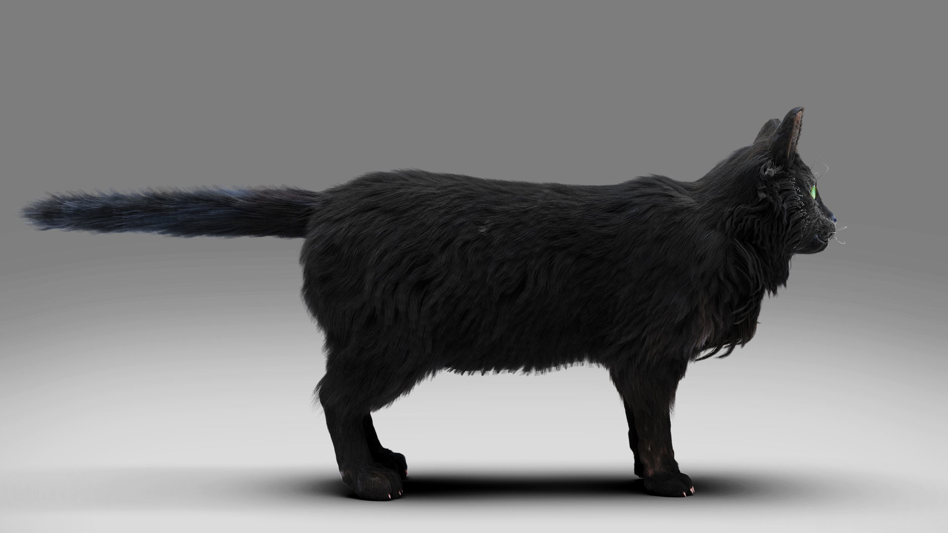 Fur Cat Black Rigged in Blender Low-poly 3D model_8