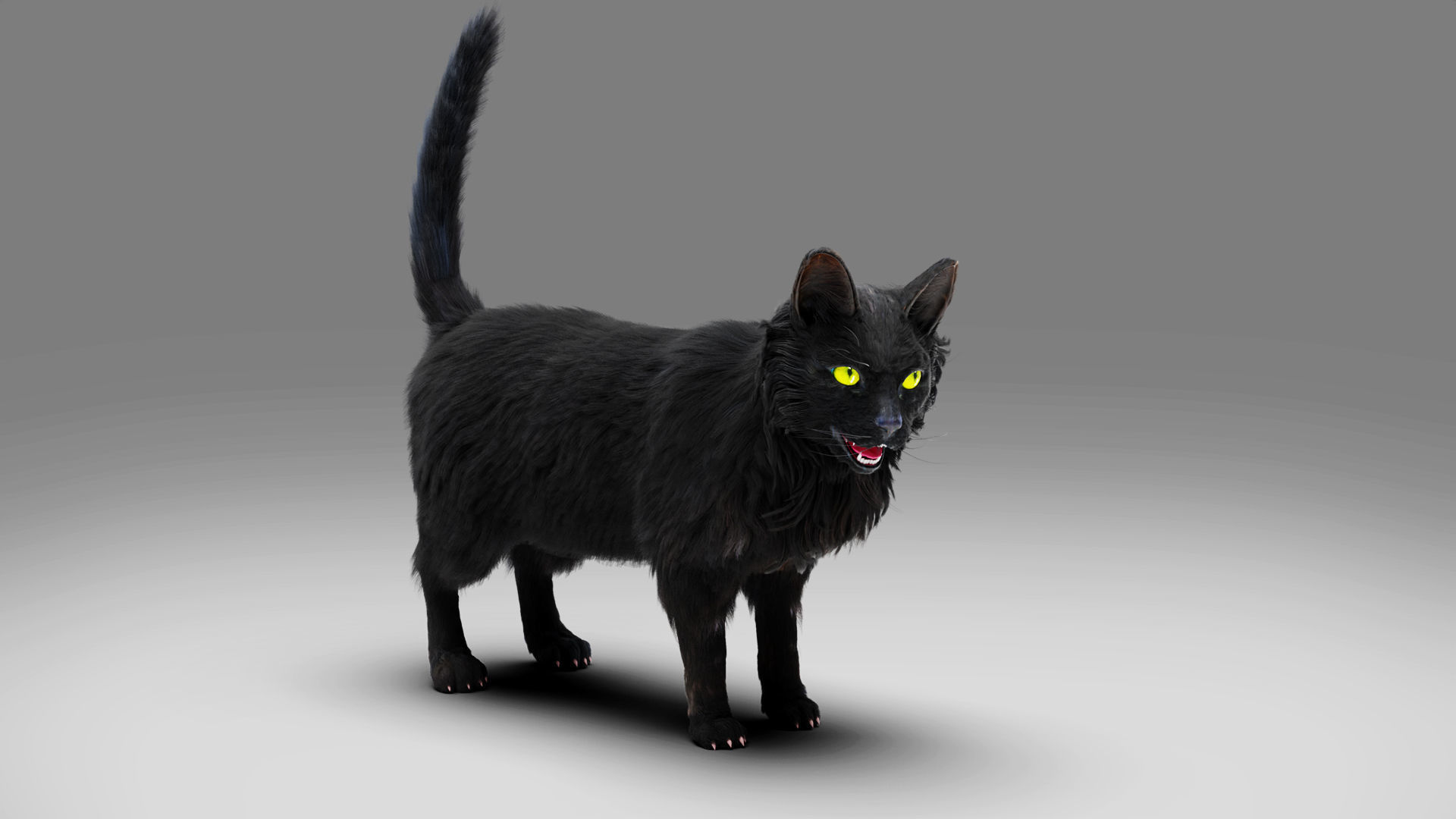 Fur Cat Black Rigged in Blender Low-poly 3D model_2