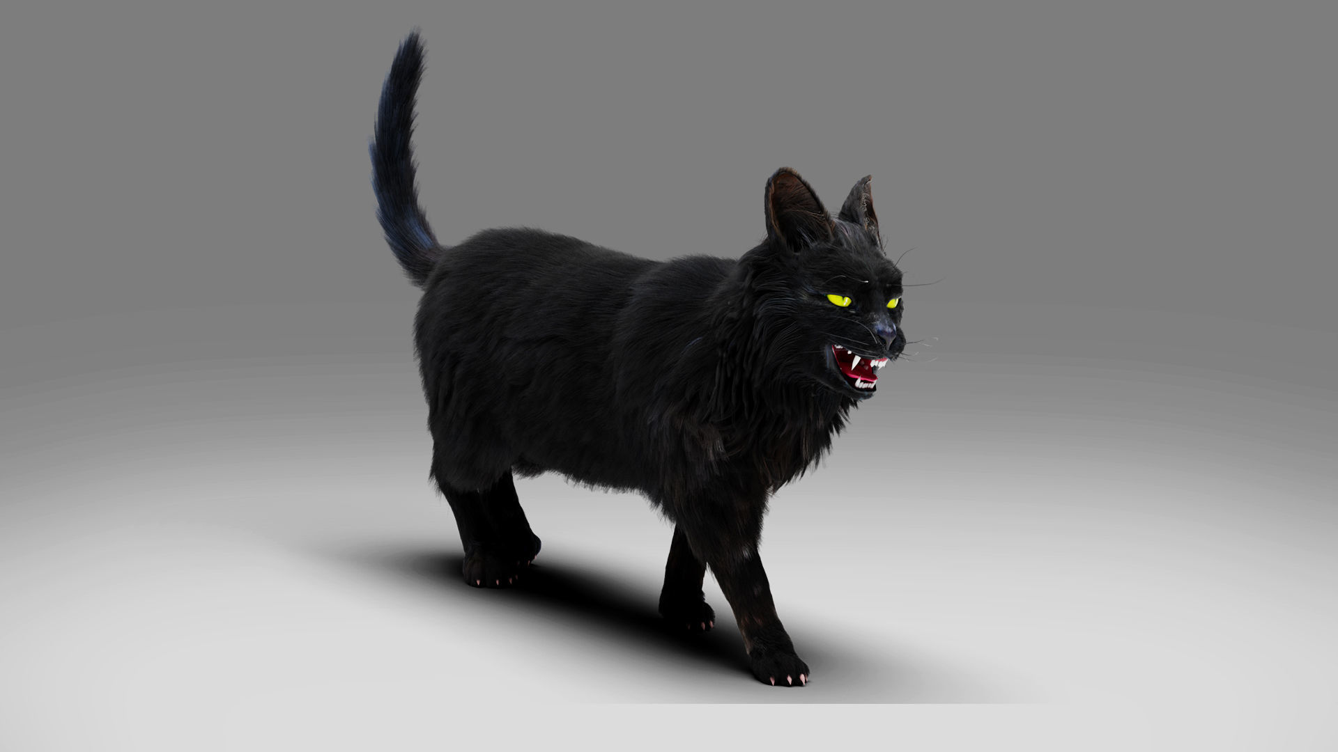 Fur Cat Black Rigged in Blender Low-poly 3D model_6