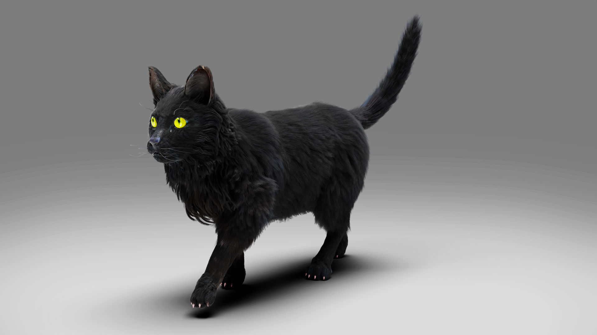 Fur Cat Black Rigged in Blender Low-poly 3D model_3