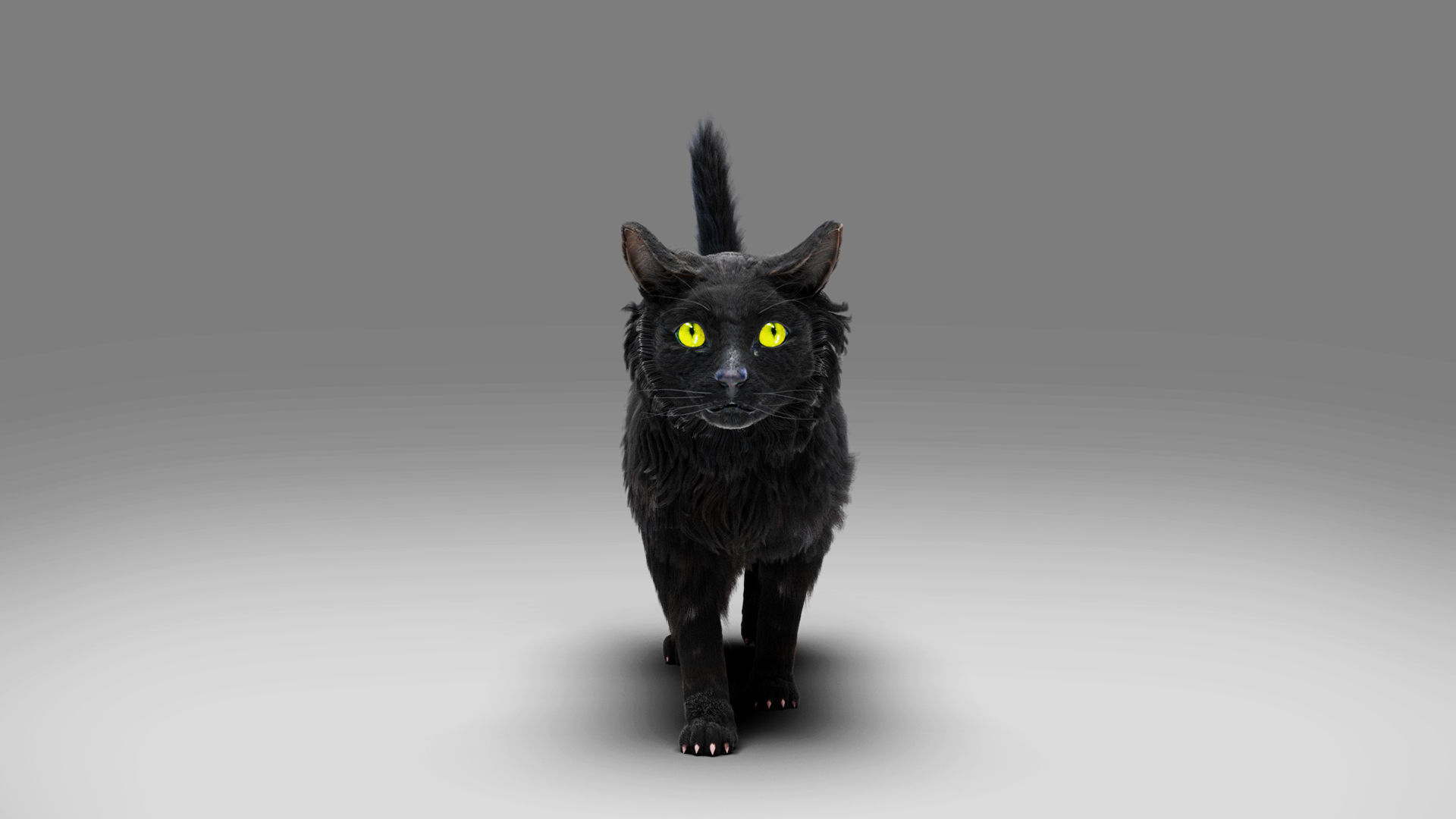 Fur Cat Black Rigged in Blender Low-poly 3D model_5