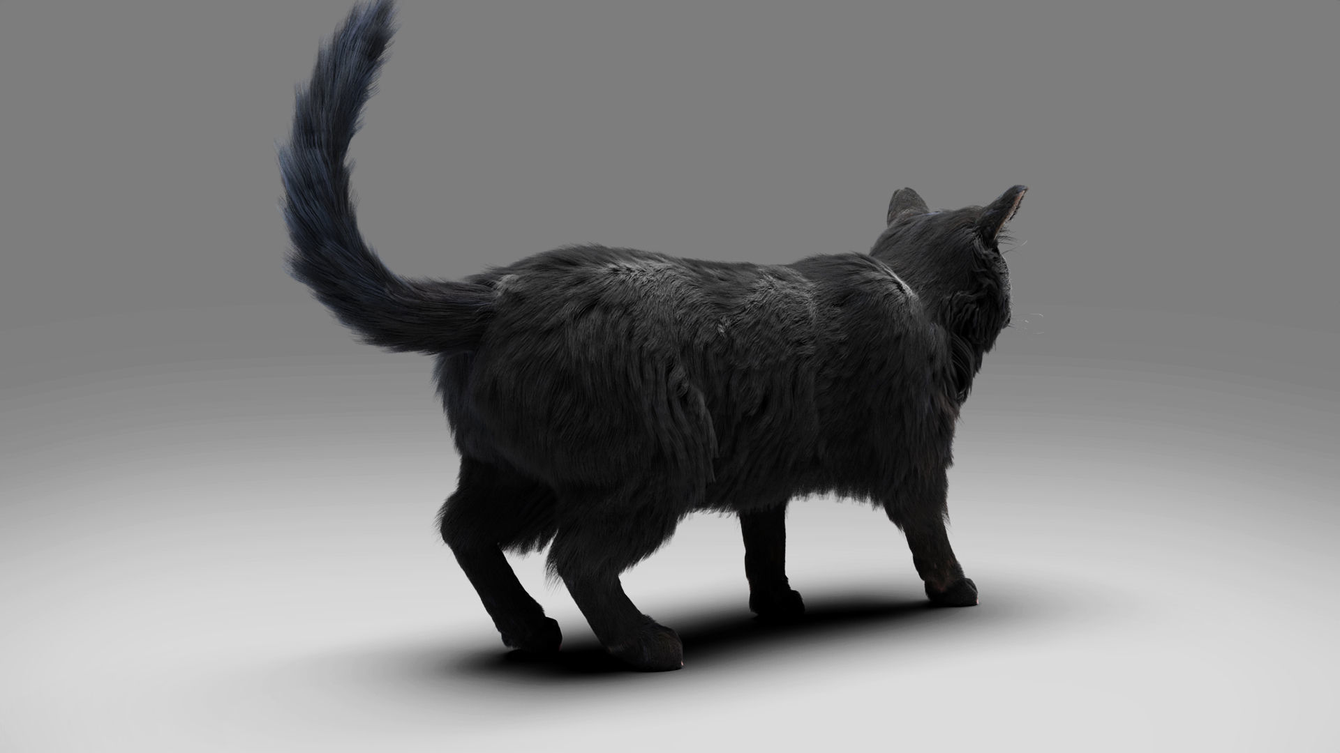 Fur Cat Black Rigged in Blender Low-poly 3D model_4