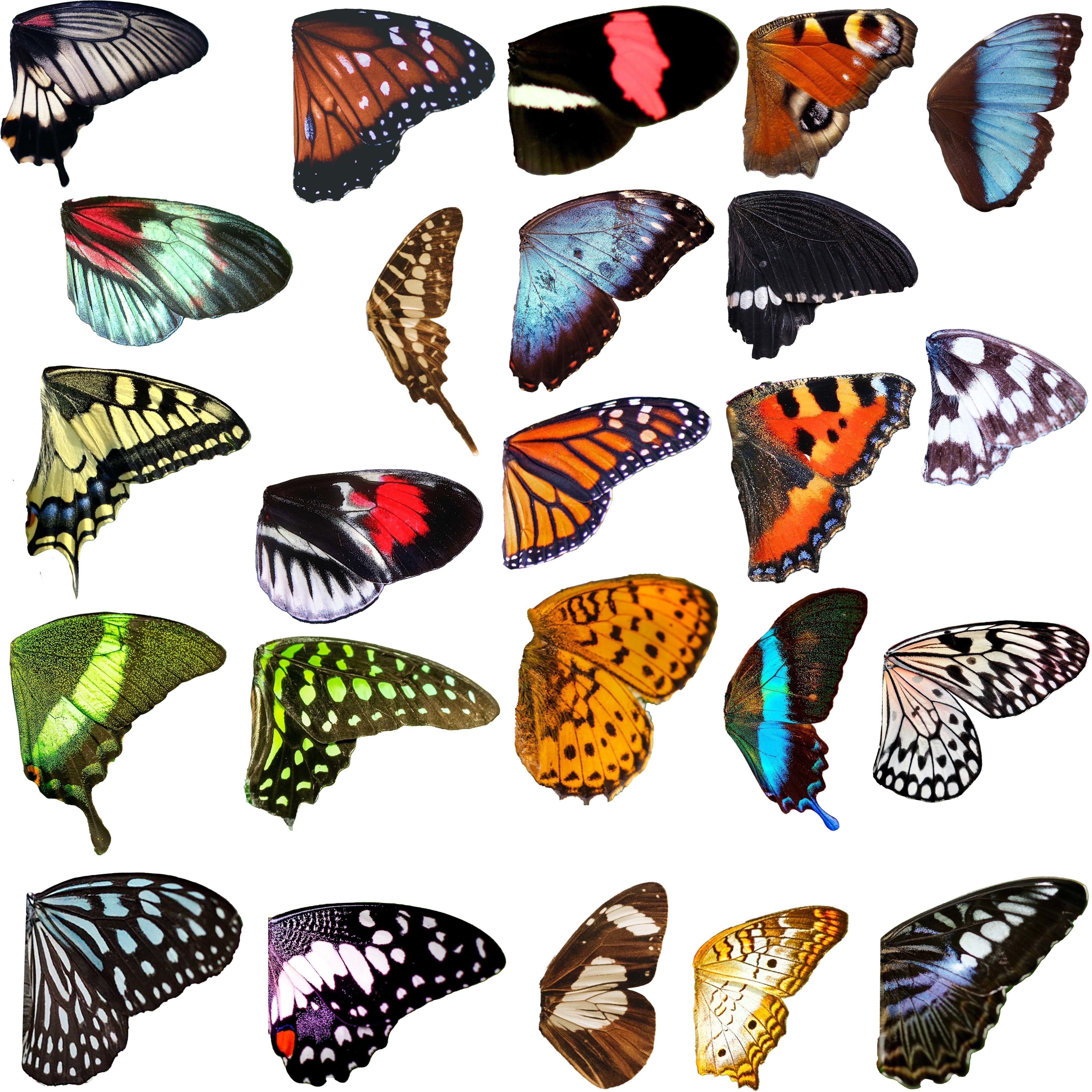 Butterflies Collection - 24 Rigged Low-Poly Butterfly Models Low-poly 3D model_7